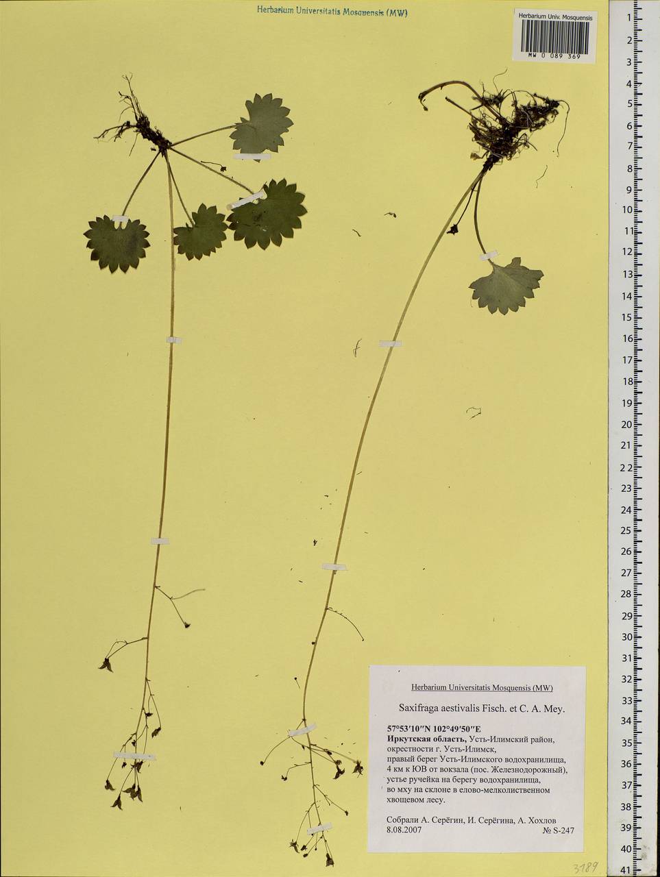 Micranthes nelsoniana subsp. aestivalis (Fisch. & C. A. Mey.) Elven & D. F. Murray, Siberia, Baikal & Transbaikal region (S4) (Russia)
