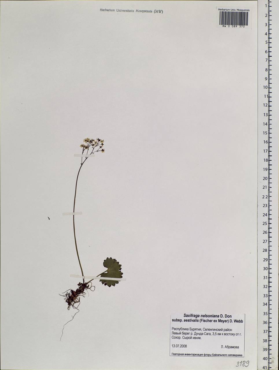 Micranthes nelsoniana subsp. aestivalis (Fisch. & C. A. Mey.) Elven & D. F. Murray, Siberia, Baikal & Transbaikal region (S4) (Russia)