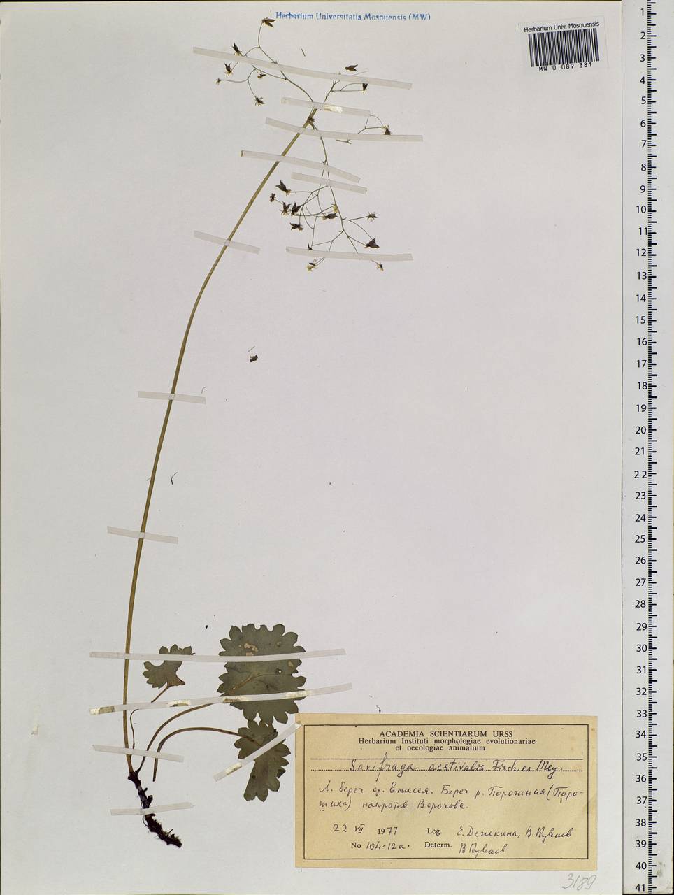 Micranthes nelsoniana subsp. aestivalis (Fisch. & C. A. Mey.) Elven & D. F. Murray, Siberia, Central Siberia (S3) (Russia)