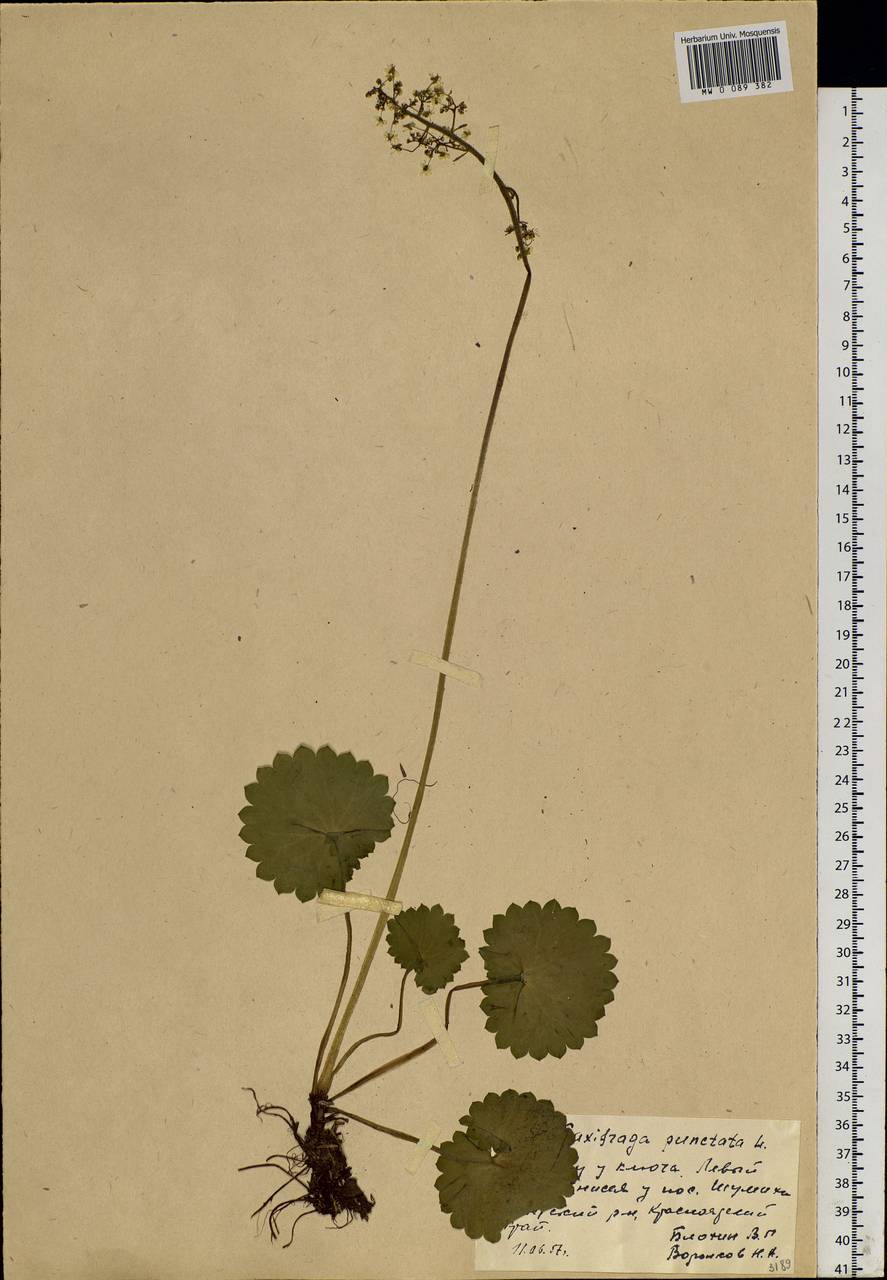 Micranthes nelsoniana subsp. aestivalis (Fisch. & C.A.Mey.) Elven & D.F.Murray, Siberia, Central Siberia (S3) (Russia)