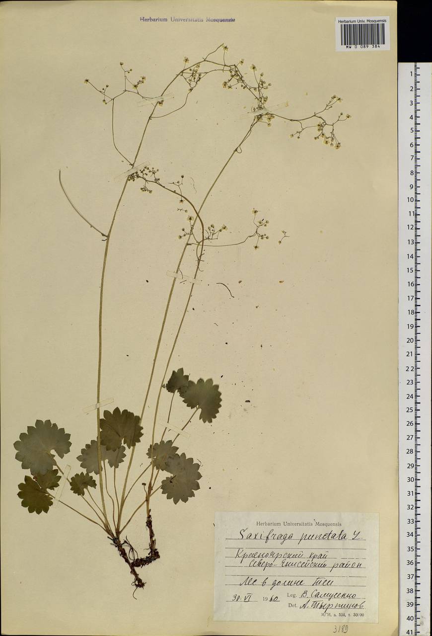 Micranthes nelsoniana subsp. aestivalis (Fisch. & C. A. Mey.) Elven & D. F. Murray, Siberia, Central Siberia (S3) (Russia)