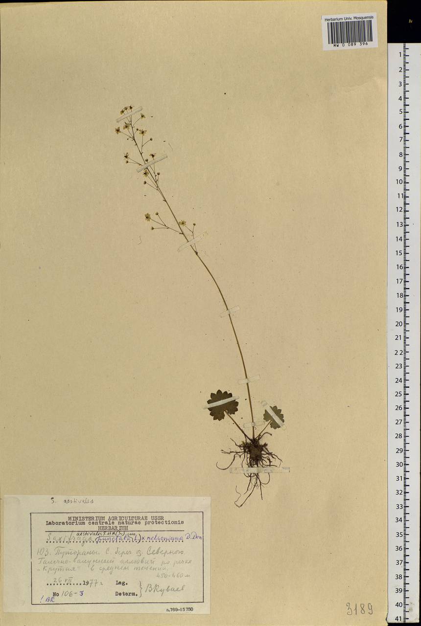 Micranthes nelsoniana subsp. aestivalis (Fisch. & C. A. Mey.) Elven & D. F. Murray, Siberia, Central Siberia (S3) (Russia)