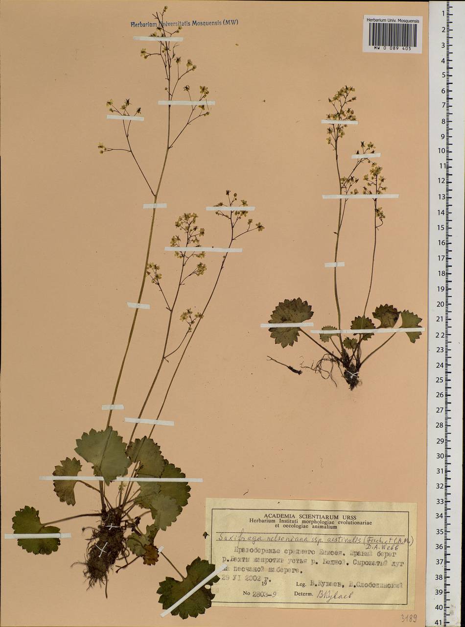Micranthes nelsoniana subsp. aestivalis (Fisch. & C.A.Mey.) Elven & D.F.Murray, Siberia, Central Siberia (S3) (Russia)