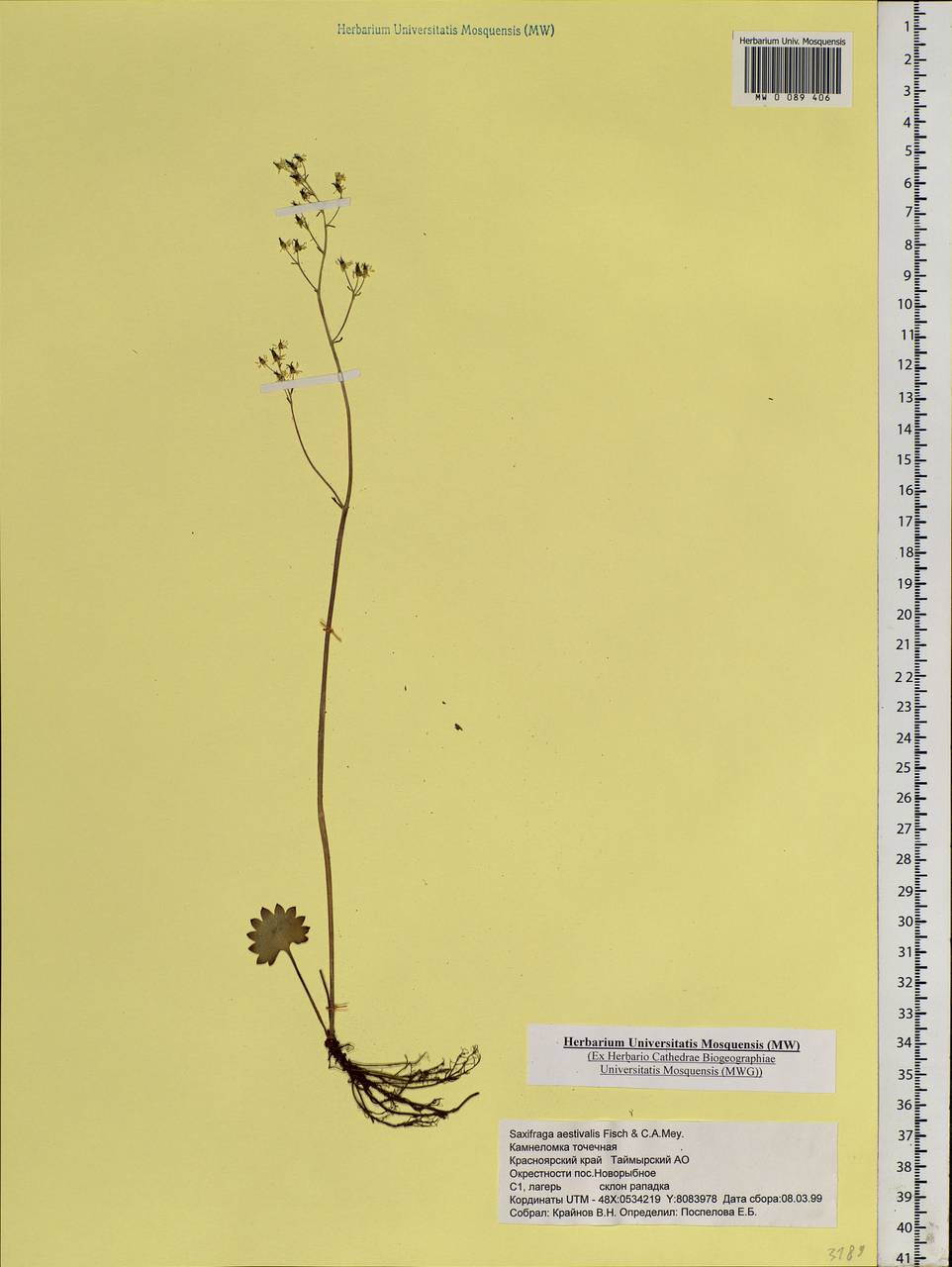 Micranthes nelsoniana subsp. aestivalis (Fisch. & C. A. Mey.) Elven & D. F. Murray, Siberia, Central Siberia (S3) (Russia)