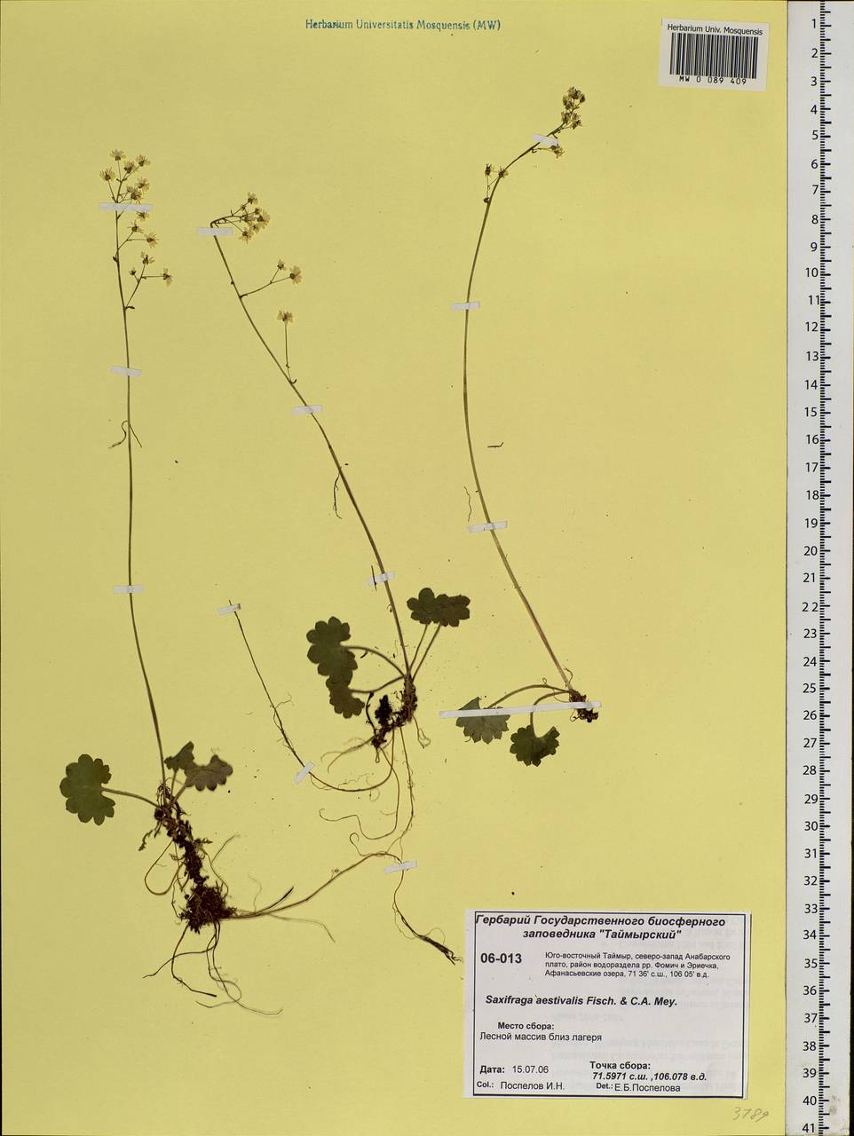 Micranthes nelsoniana subsp. aestivalis (Fisch. & C. A. Mey.) Elven & D. F. Murray, Siberia, Central Siberia (S3) (Russia)