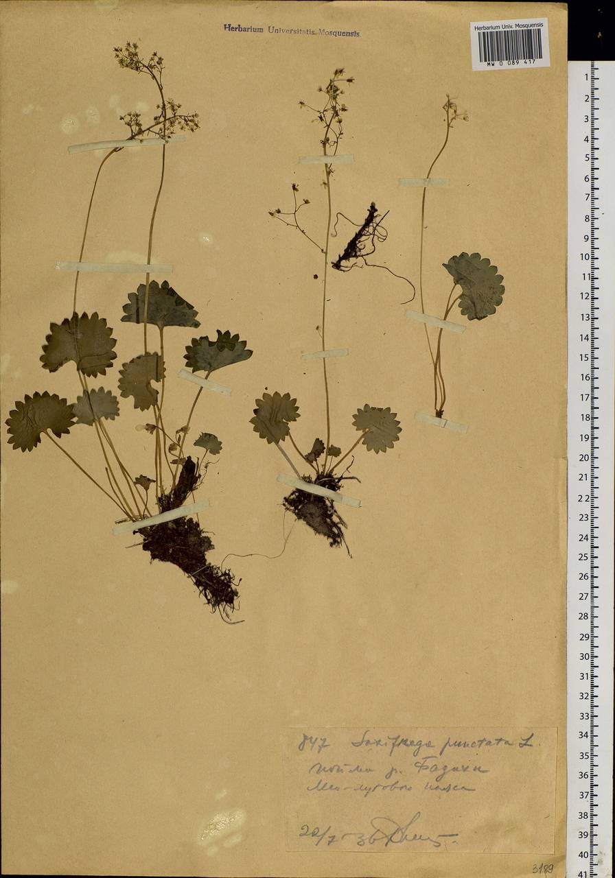 Micranthes nelsoniana subsp. aestivalis (Fisch. & C. A. Mey.) Elven & D. F. Murray, Siberia, Western (Kazakhstan) Altai Mountains (S2a) (Kazakhstan)