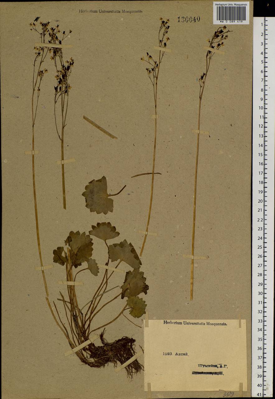 Micranthes nelsoniana subsp. aestivalis (Fisch. & C. A. Mey.) Elven & D. F. Murray, Siberia, Western (Kazakhstan) Altai Mountains (S2a) (Kazakhstan)