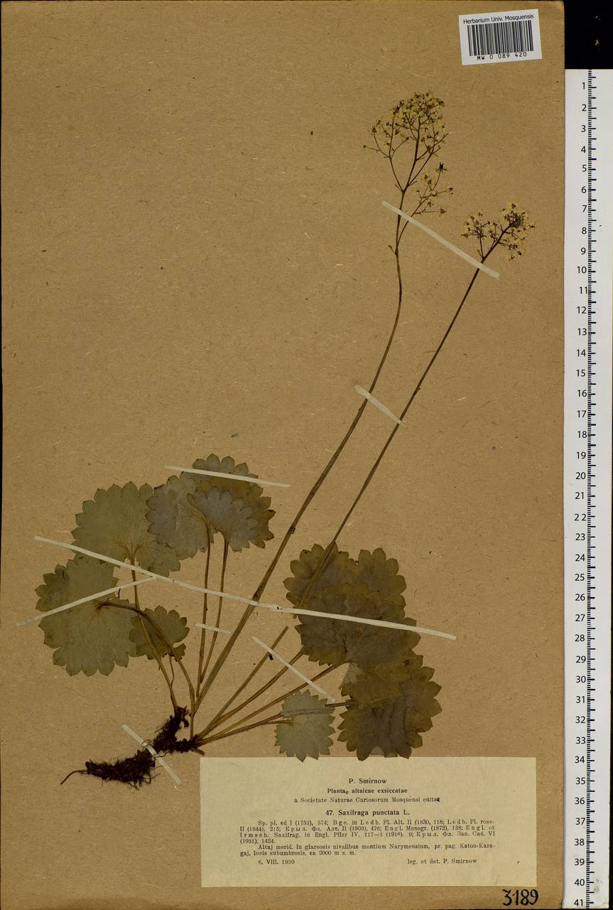 Micranthes nelsoniana subsp. aestivalis (Fisch. & C. A. Mey.) Elven & D. F. Murray, Siberia, Western (Kazakhstan) Altai Mountains (S2a) (Kazakhstan)