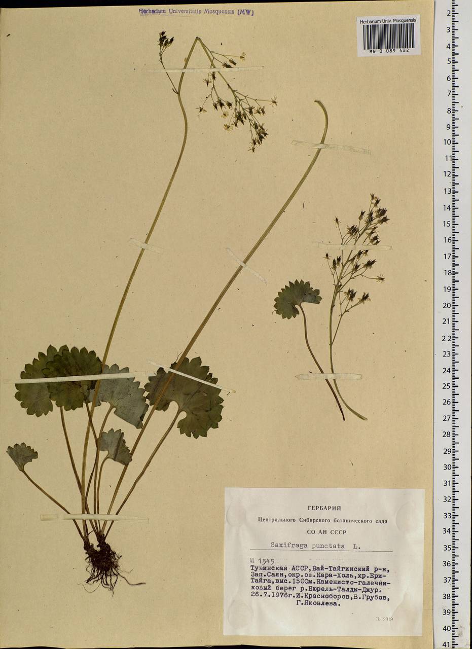 Micranthes nelsoniana subsp. aestivalis (Fisch. & C.A.Mey.) Elven & D.F.Murray, Siberia, Altai & Sayany Mountains (S2) (Russia)