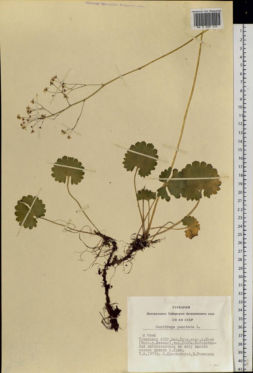 Micranthes nelsoniana subsp. aestivalis (Fisch. & C. A. Mey.) Elven & D. F. Murray, Siberia, Altai & Sayany Mountains (S2) (Russia)