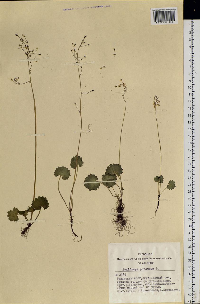 Micranthes nelsoniana subsp. aestivalis (Fisch. & C. A. Mey.) Elven & D. F. Murray, Siberia, Altai & Sayany Mountains (S2) (Russia)