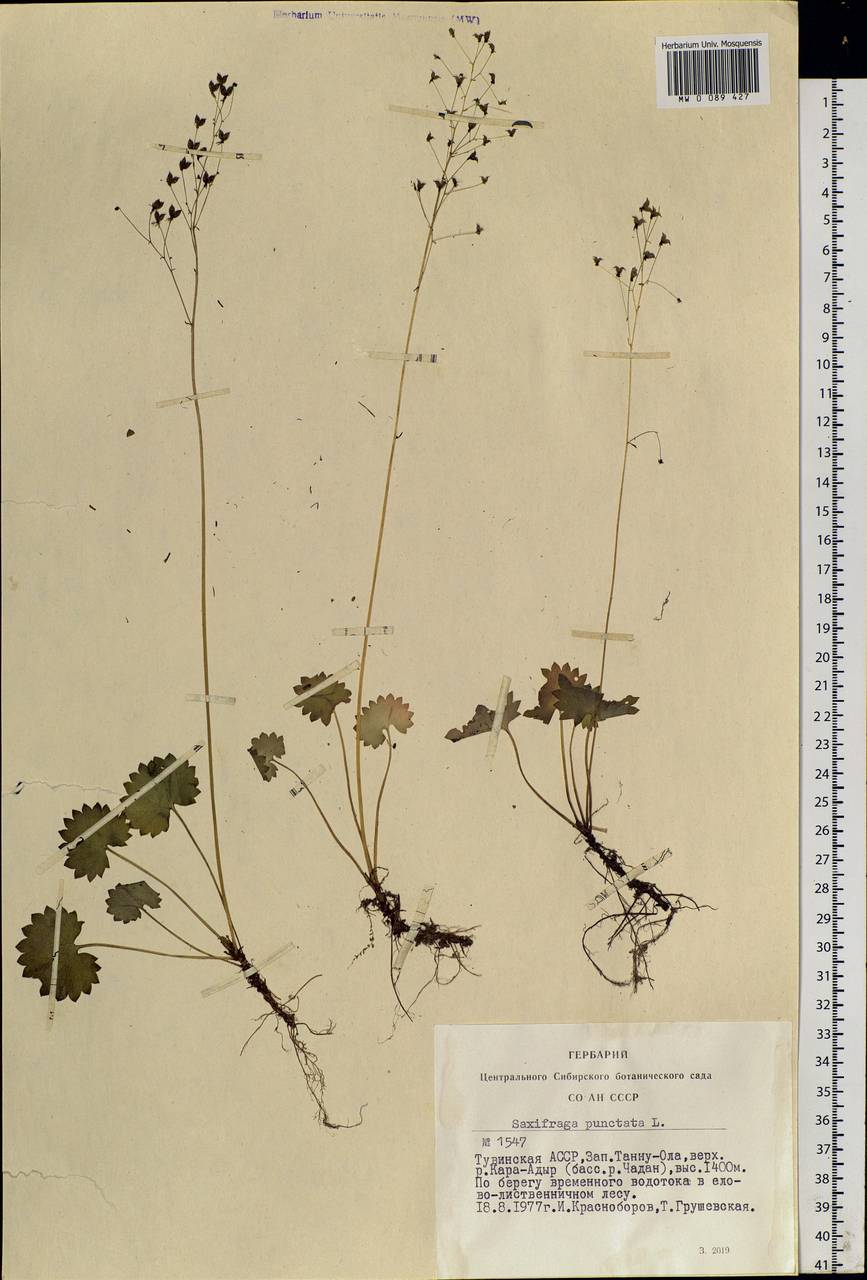 Micranthes nelsoniana subsp. aestivalis (Fisch. & C. A. Mey.) Elven & D. F. Murray, Siberia, Altai & Sayany Mountains (S2) (Russia)