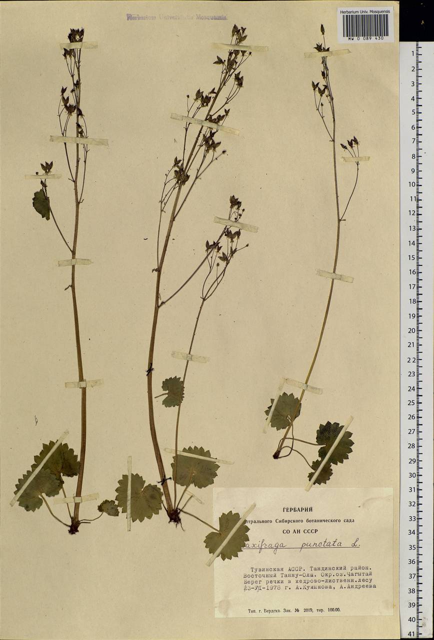 Micranthes nelsoniana subsp. aestivalis (Fisch. & C.A.Mey.) Elven & D.F.Murray, Siberia, Altai & Sayany Mountains (S2) (Russia)
