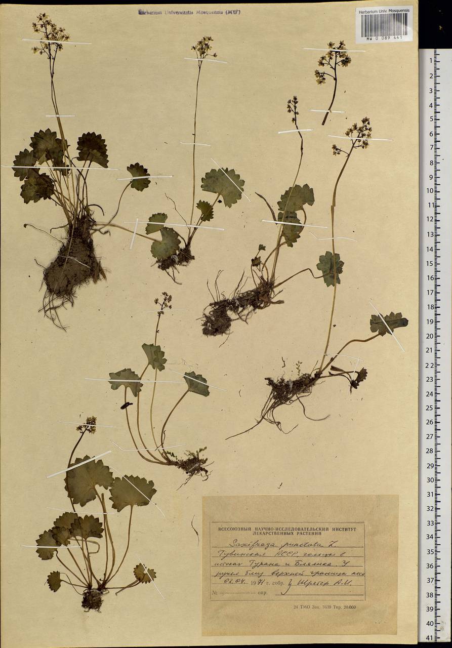 Micranthes nelsoniana subsp. aestivalis (Fisch. & C. A. Mey.) Elven & D. F. Murray, Siberia, Altai & Sayany Mountains (S2) (Russia)