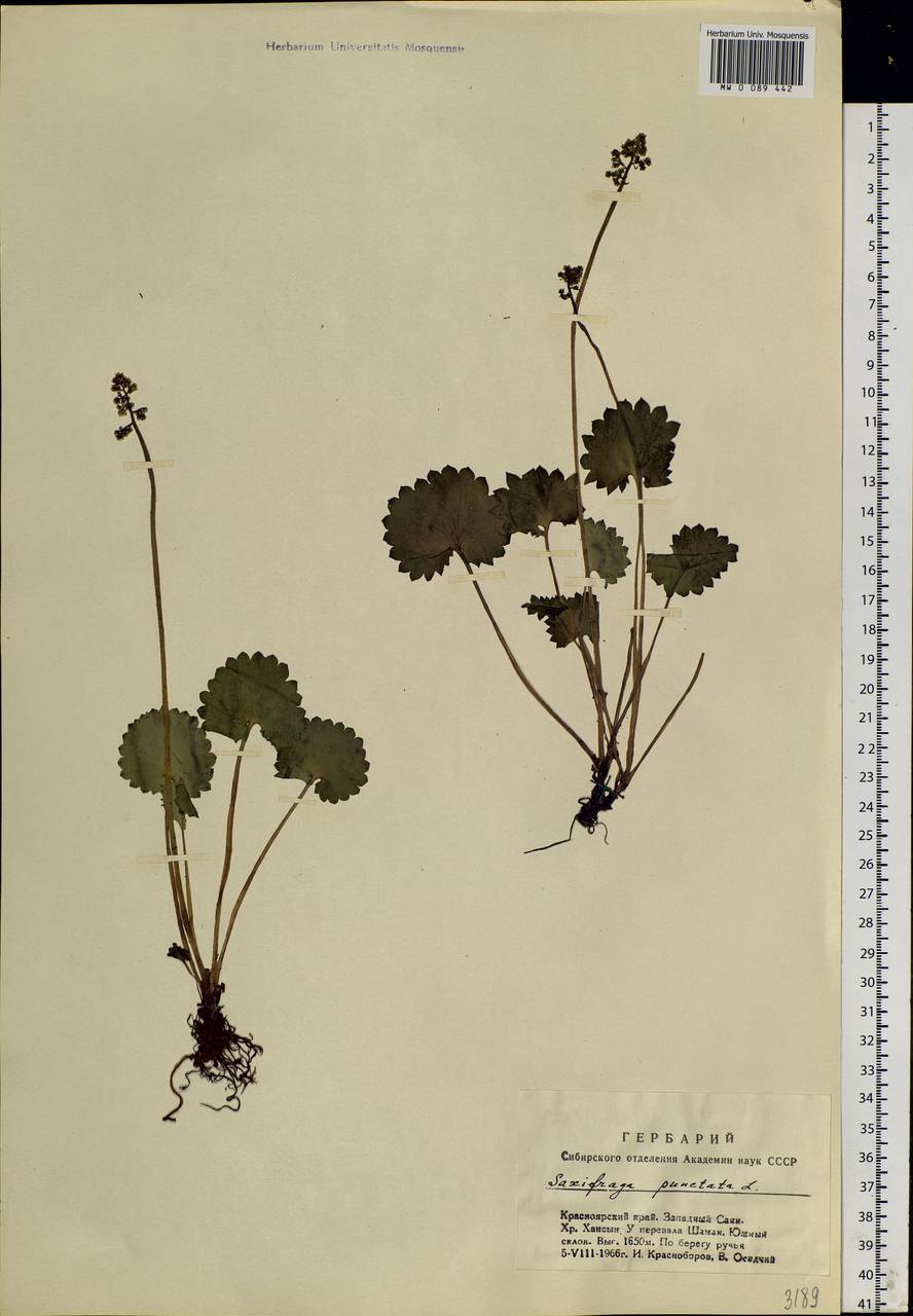 Micranthes nelsoniana subsp. aestivalis (Fisch. & C. A. Mey.) Elven & D. F. Murray, Siberia, Altai & Sayany Mountains (S2) (Russia)