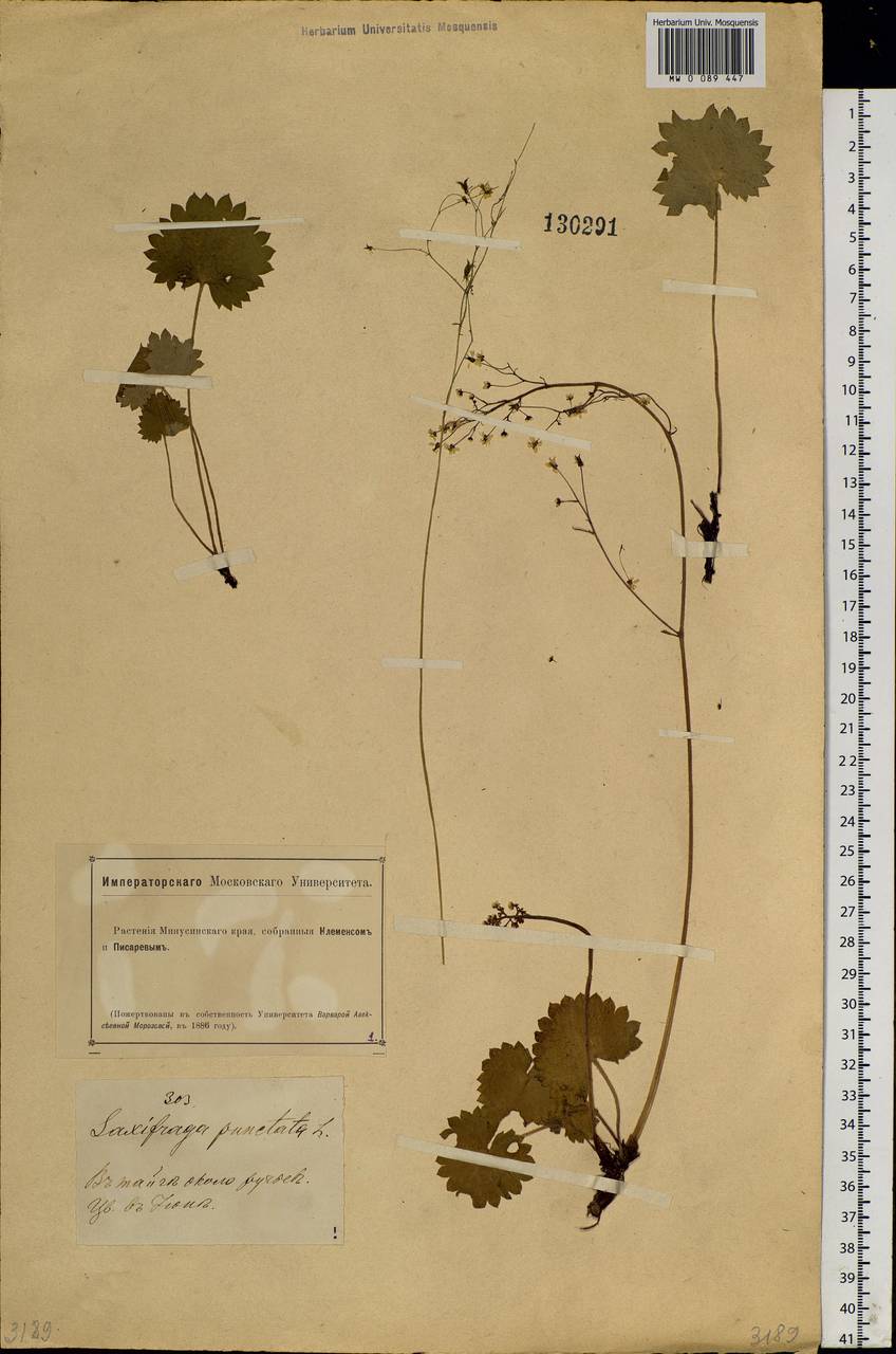 Micranthes nelsoniana subsp. aestivalis (Fisch. & C. A. Mey.) Elven & D. F. Murray, Siberia, Altai & Sayany Mountains (S2) (Russia)