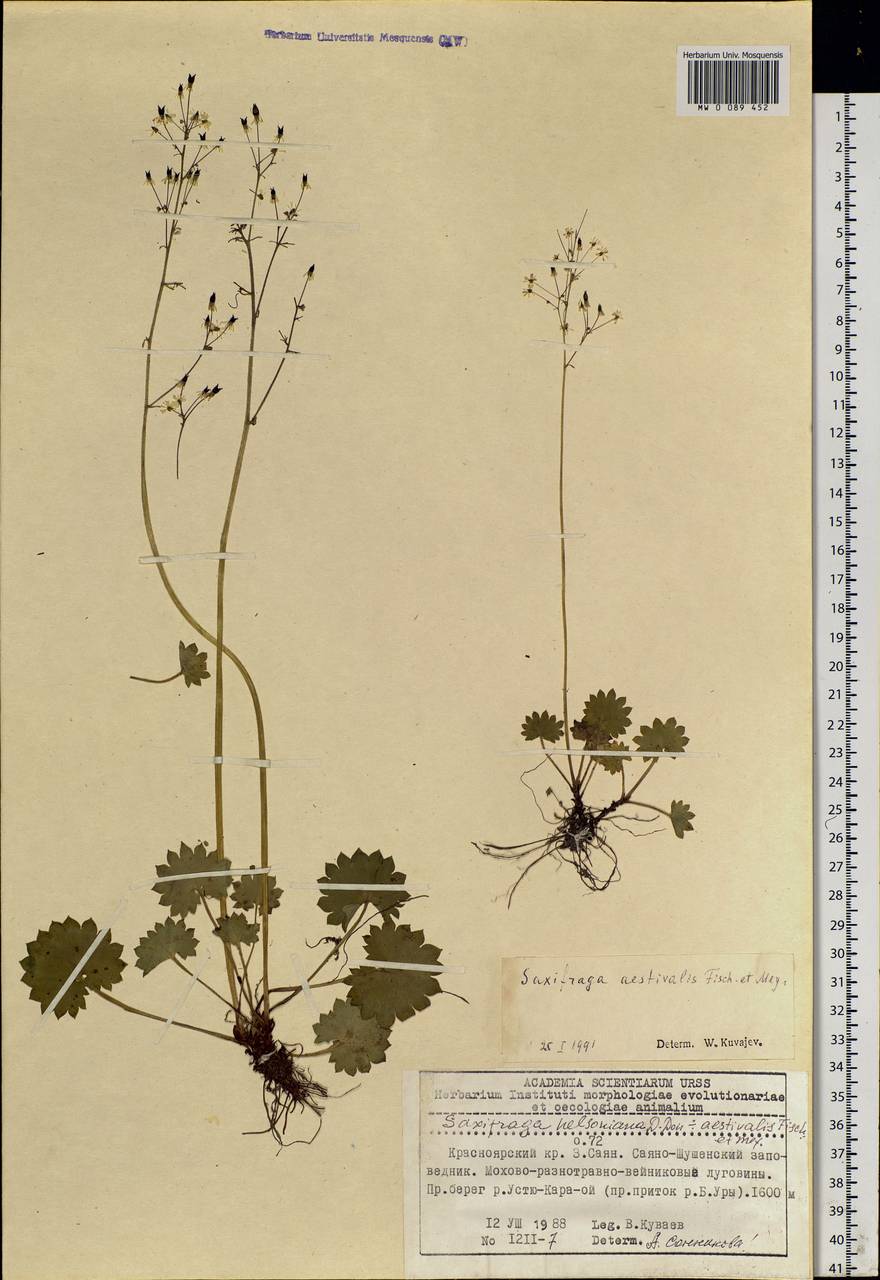 Micranthes nelsoniana subsp. aestivalis (Fisch. & C. A. Mey.) Elven & D. F. Murray, Siberia, Altai & Sayany Mountains (S2) (Russia)