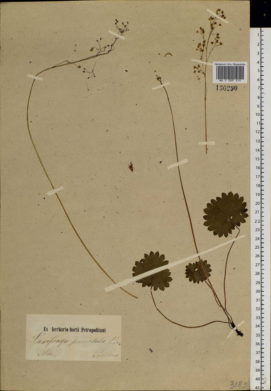 Micranthes nelsoniana subsp. aestivalis (Fisch. & C.A.Mey.) Elven & D.F.Murray, Siberia, Altai & Sayany Mountains (S2) (Russia)