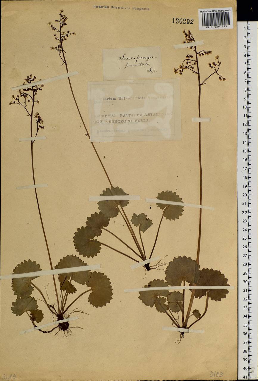 Micranthes nelsoniana subsp. aestivalis (Fisch. & C. A. Mey.) Elven & D. F. Murray, Siberia, Altai & Sayany Mountains (S2) (Russia)