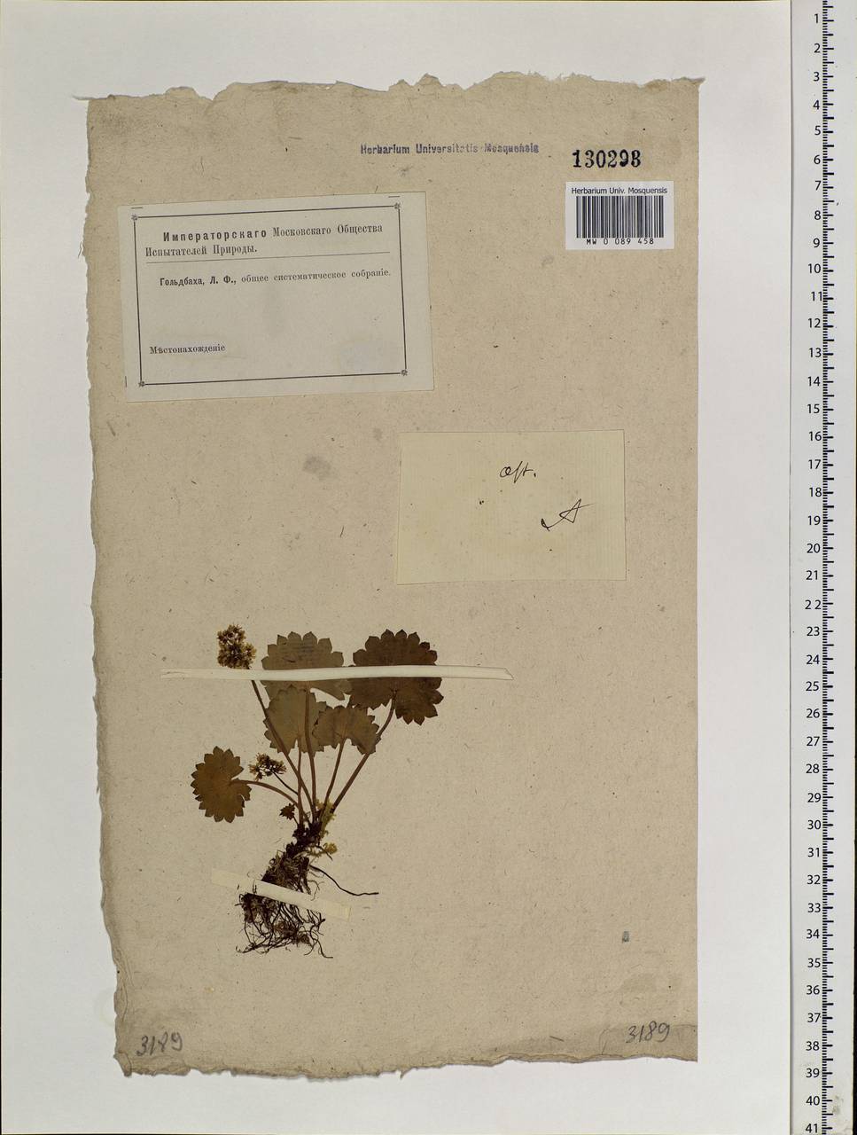 Micranthes nelsoniana subsp. aestivalis (Fisch. & C. A. Mey.) Elven & D. F. Murray, Siberia, Altai & Sayany Mountains (S2) (Russia)