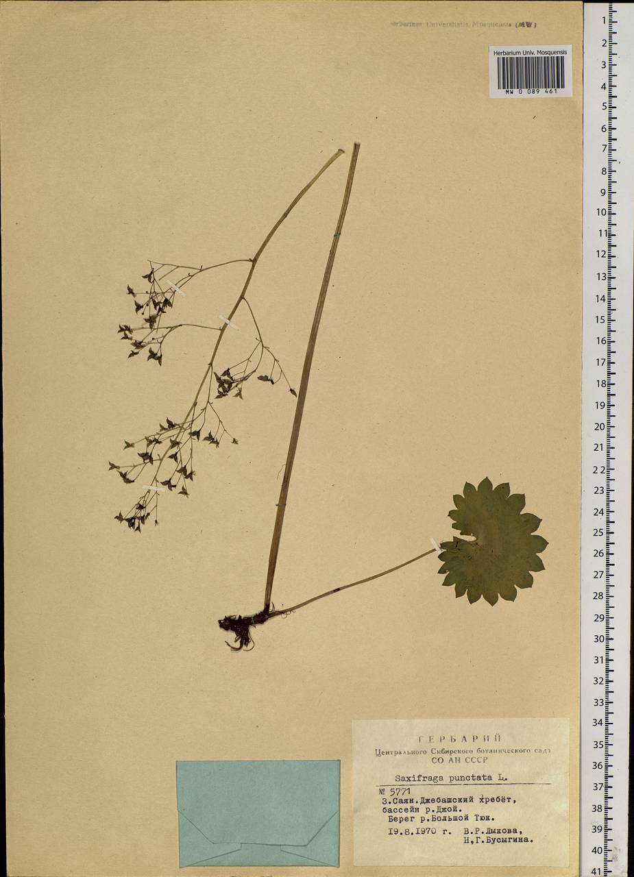 Micranthes nelsoniana subsp. aestivalis (Fisch. & C. A. Mey.) Elven & D. F. Murray, Siberia, Altai & Sayany Mountains (S2) (Russia)