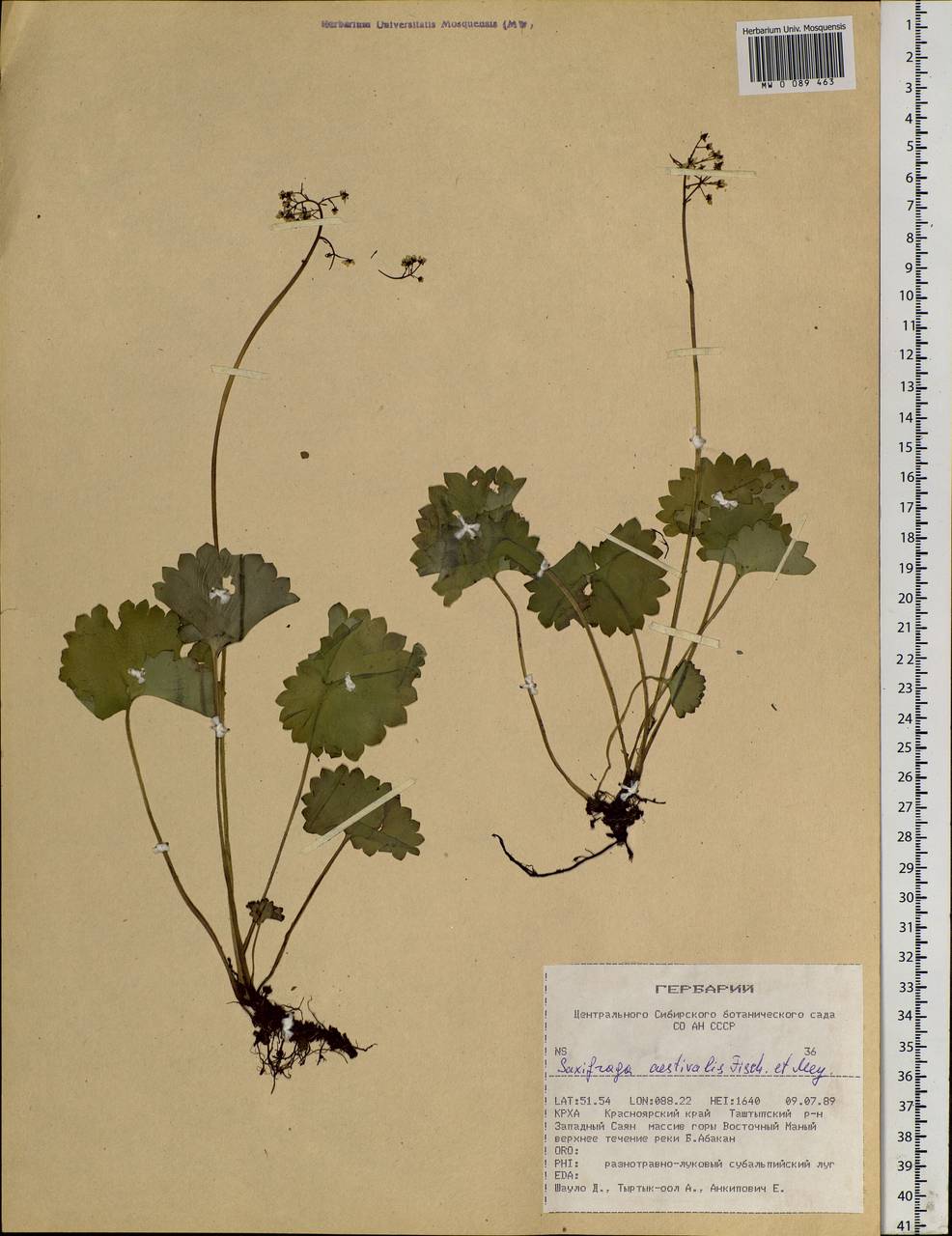 Micranthes nelsoniana subsp. aestivalis (Fisch. & C. A. Mey.) Elven & D. F. Murray, Siberia, Altai & Sayany Mountains (S2) (Russia)