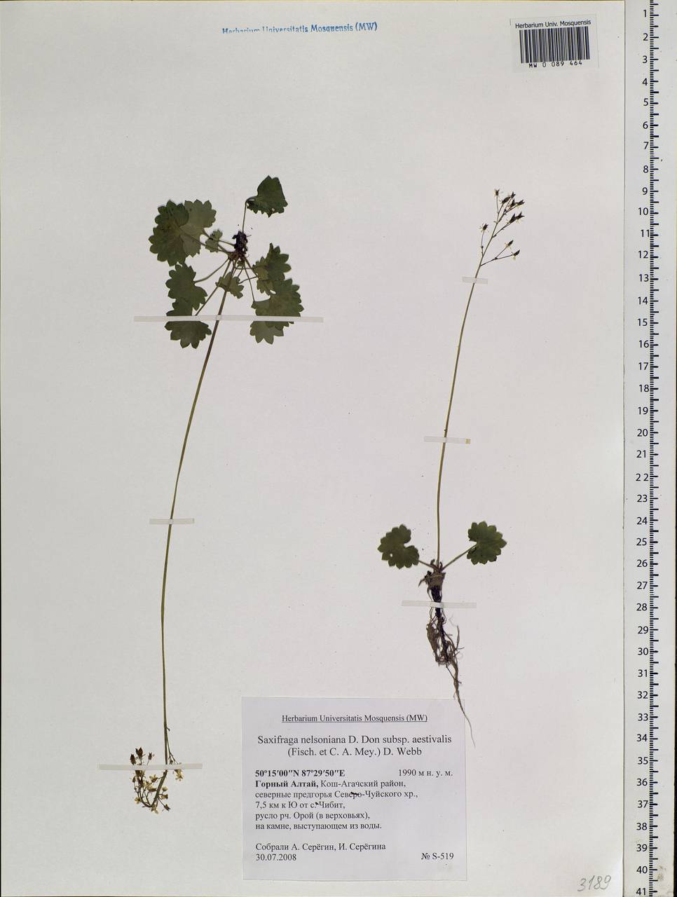 Micranthes nelsoniana subsp. aestivalis (Fisch. & C. A. Mey.) Elven & D. F. Murray, Siberia, Altai & Sayany Mountains (S2) (Russia)