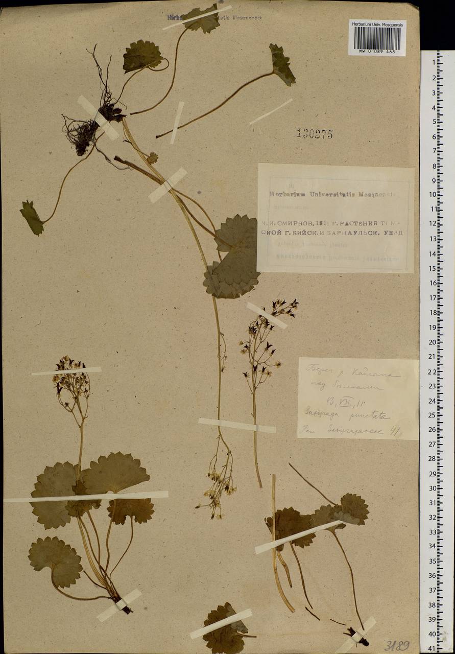 Micranthes nelsoniana subsp. aestivalis (Fisch. & C. A. Mey.) Elven & D. F. Murray, Siberia, Altai & Sayany Mountains (S2) (Russia)