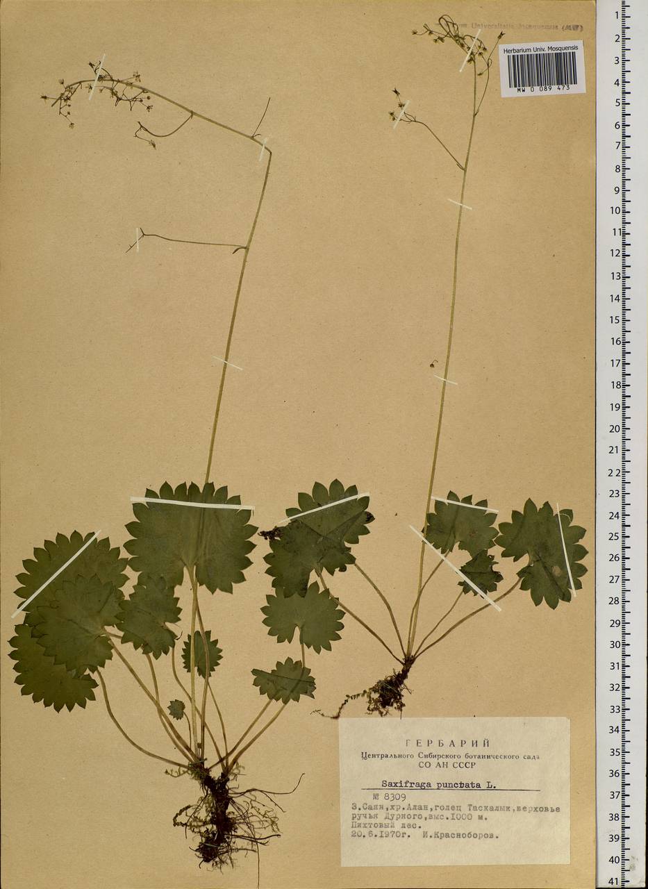 Micranthes nelsoniana subsp. aestivalis (Fisch. & C. A. Mey.) Elven & D. F. Murray, Siberia, Altai & Sayany Mountains (S2) (Russia)