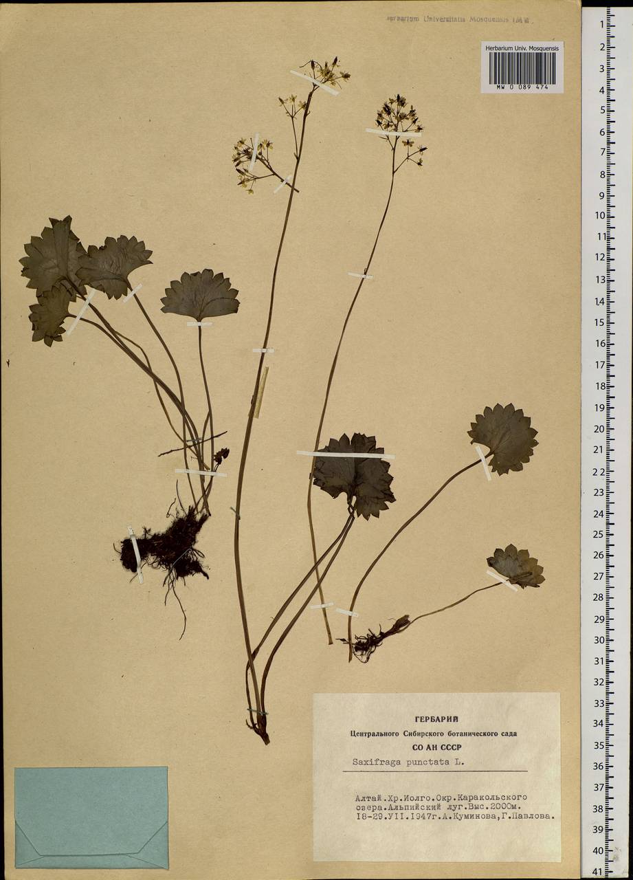 Micranthes nelsoniana subsp. aestivalis (Fisch. & C. A. Mey.) Elven & D. F. Murray, Siberia, Altai & Sayany Mountains (S2) (Russia)