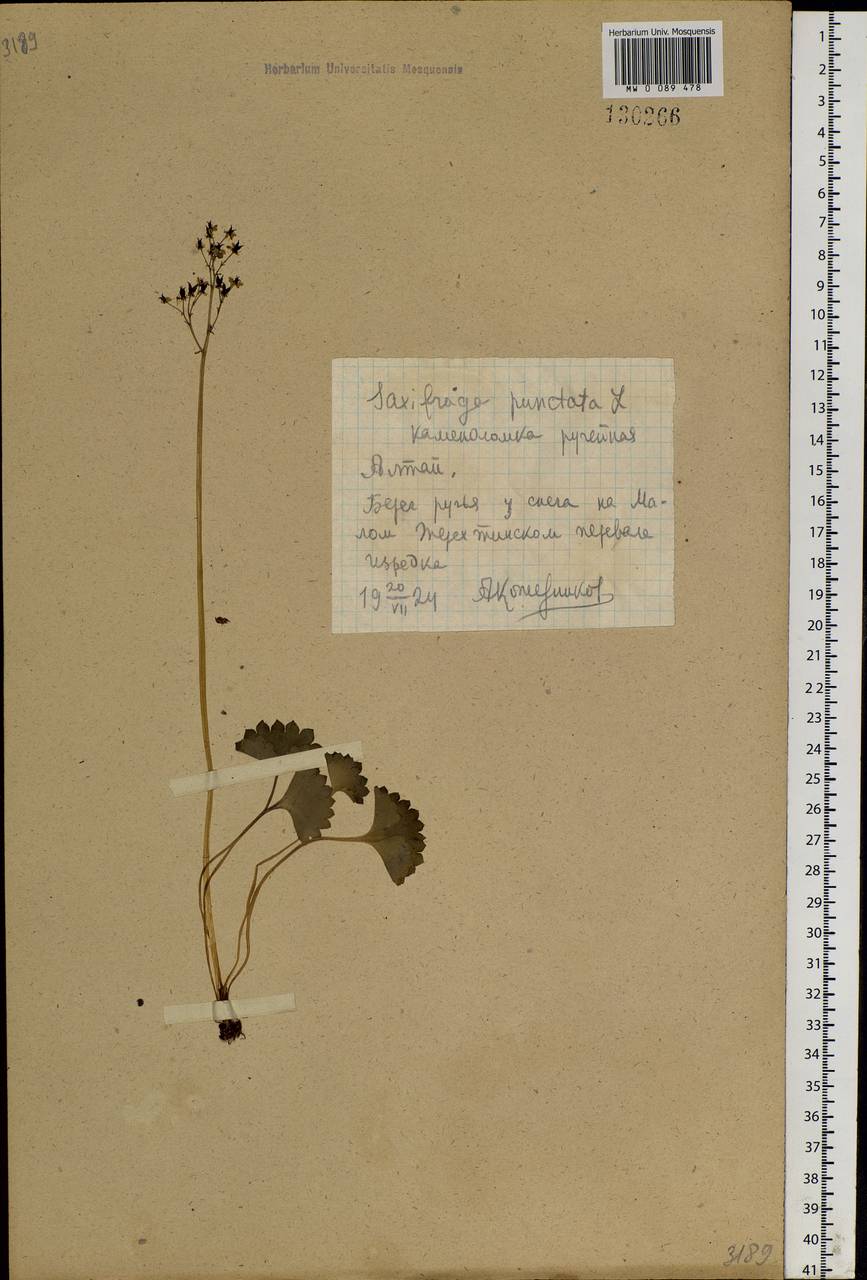 Micranthes nelsoniana subsp. aestivalis (Fisch. & C. A. Mey.) Elven & D. F. Murray, Siberia, Altai & Sayany Mountains (S2) (Russia)