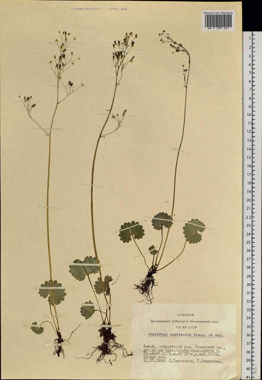 Micranthes nelsoniana subsp. aestivalis (Fisch. & C. A. Mey.) Elven & D. F. Murray, Siberia, Altai & Sayany Mountains (S2) (Russia)