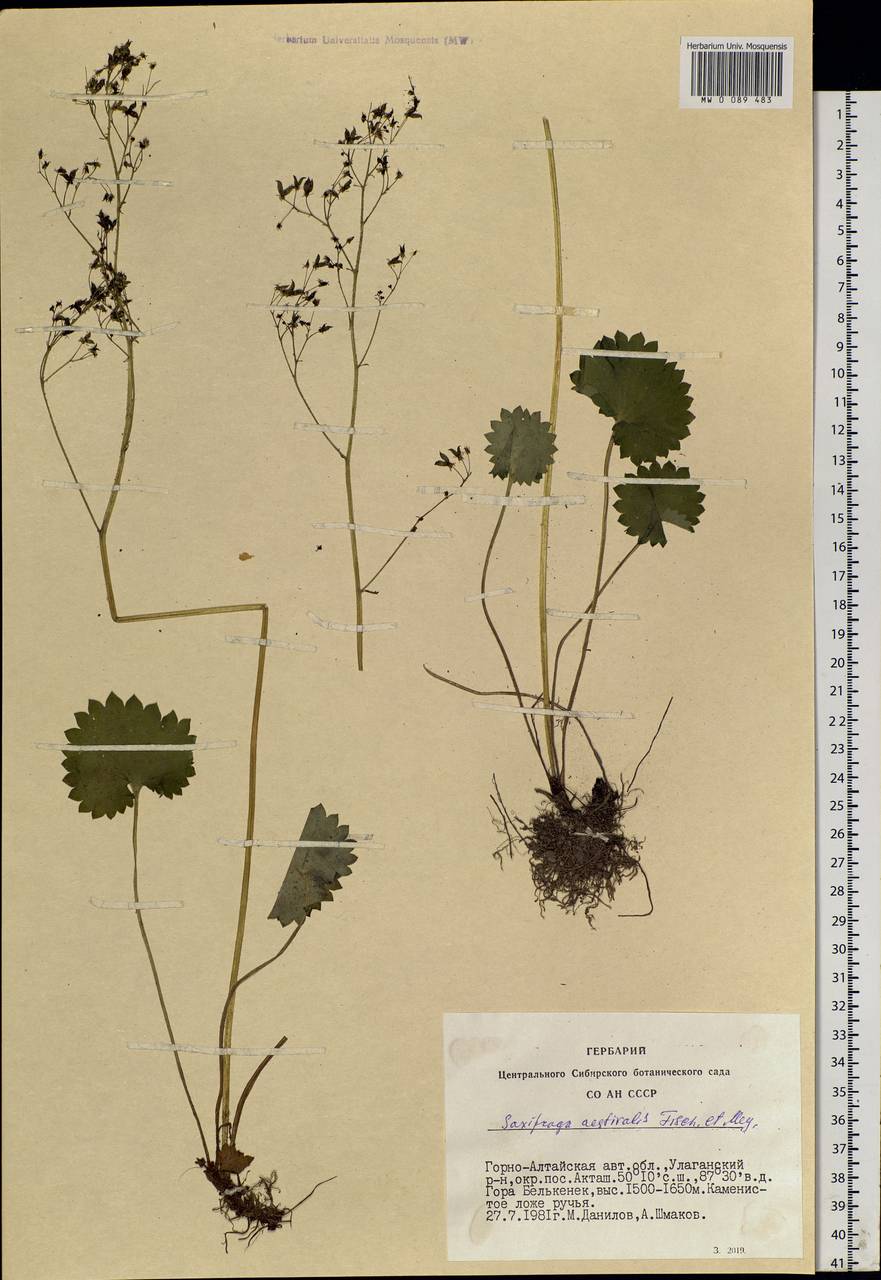 Micranthes nelsoniana subsp. aestivalis (Fisch. & C. A. Mey.) Elven & D. F. Murray, Siberia, Altai & Sayany Mountains (S2) (Russia)