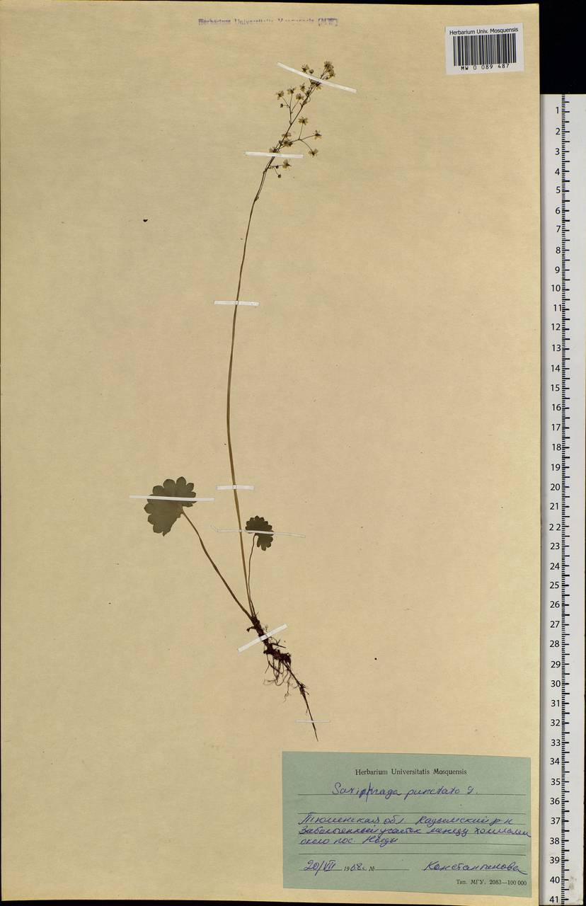 Micranthes nelsoniana subsp. aestivalis (Fisch. & C. A. Mey.) Elven & D. F. Murray, Siberia, Western Siberia (S1) (Russia)