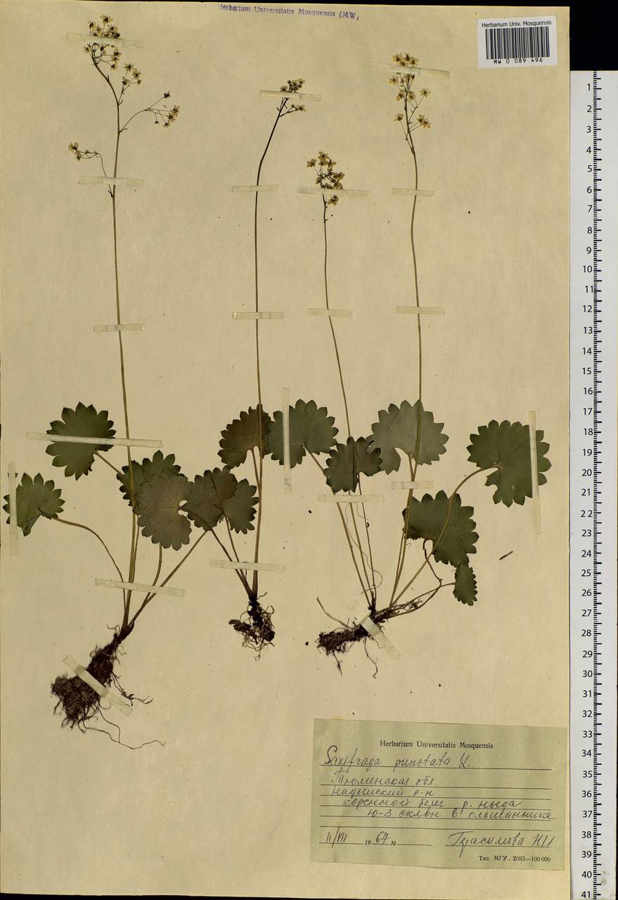 Micranthes nelsoniana subsp. aestivalis (Fisch. & C. A. Mey.) Elven & D. F. Murray, Siberia, Western Siberia (S1) (Russia)