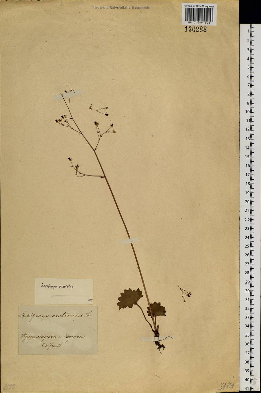 Micranthes nelsoniana subsp. aestivalis (Fisch. & C. A. Mey.) Elven & D. F. Murray, Siberia (no precise locality) (S0) (Russia)
