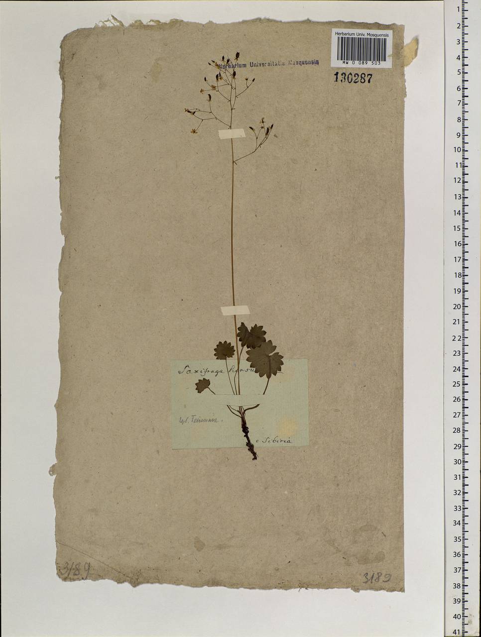 Micranthes nelsoniana subsp. aestivalis (Fisch. & C. A. Mey.) Elven & D. F. Murray, Siberia (no precise locality) (S0) (Russia)