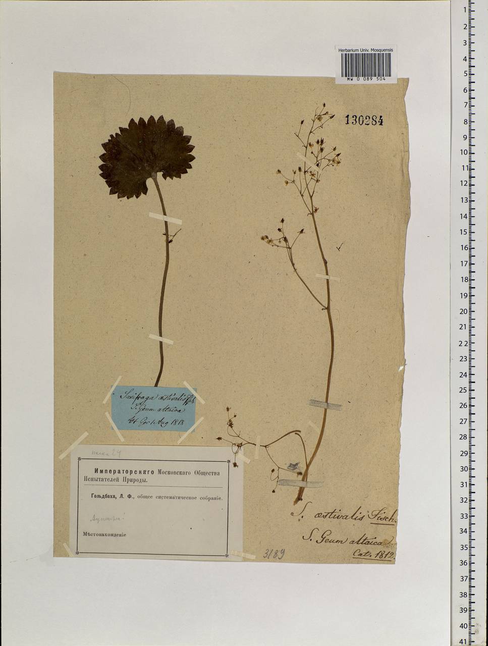 Micranthes nelsoniana subsp. aestivalis (Fisch. & C. A. Mey.) Elven & D. F. Murray, Siberia (no precise locality) (S0) (Russia)