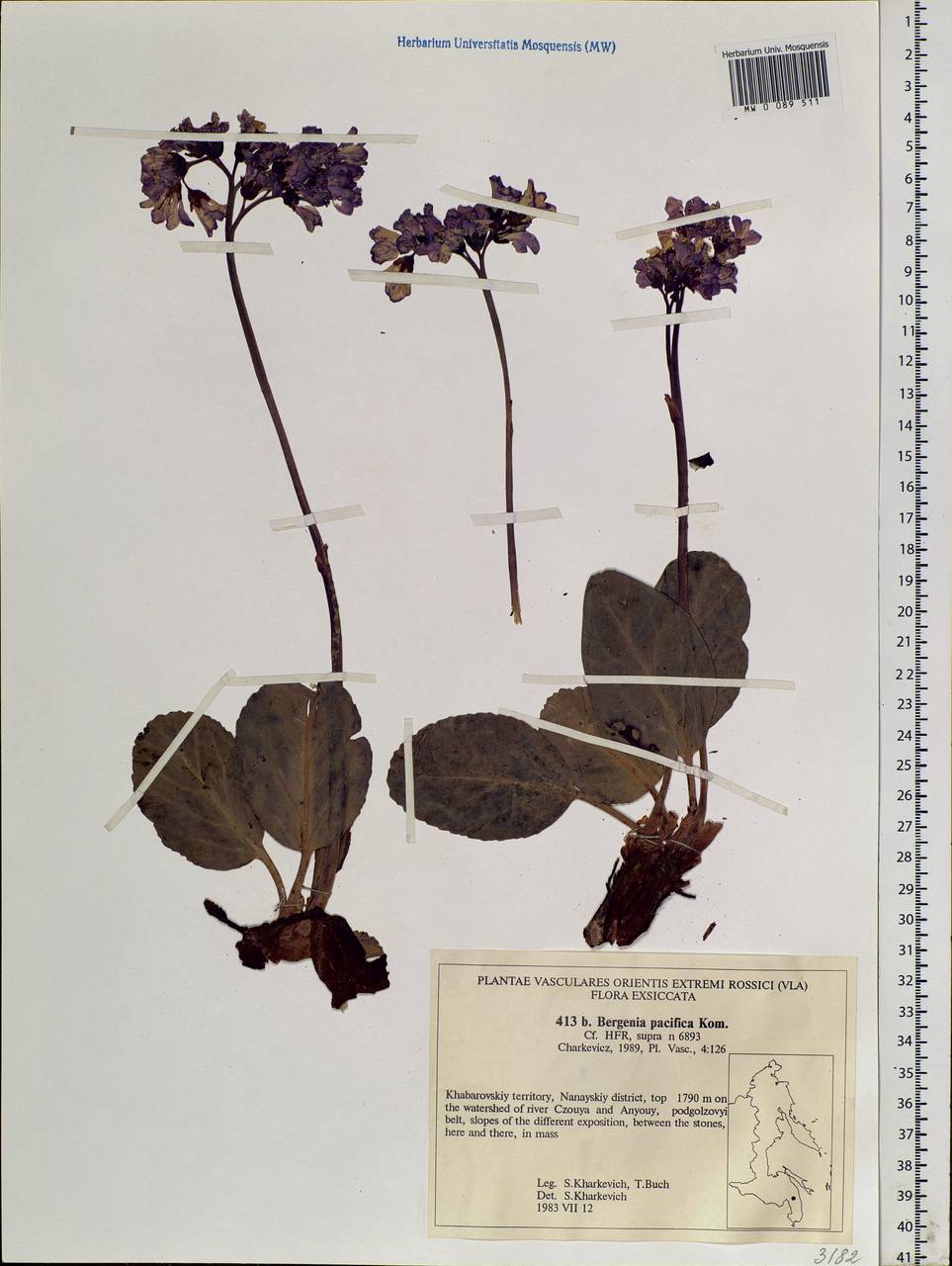 Bergenia crassifolia (L.) Fritsch, Siberia, Russian Far East (S6) (Russia)