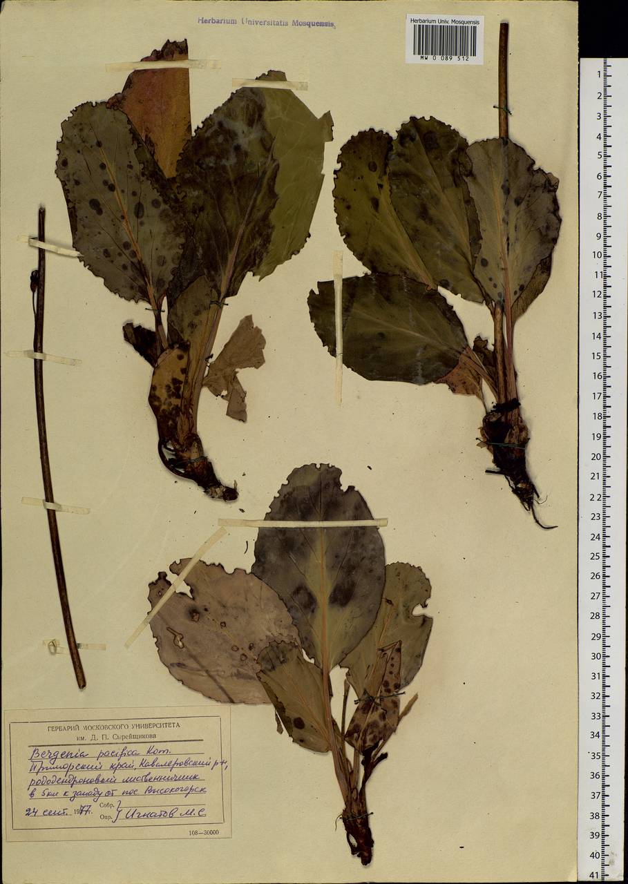 Bergenia crassifolia (L.) Fritsch, Siberia, Russian Far East (S6) (Russia)