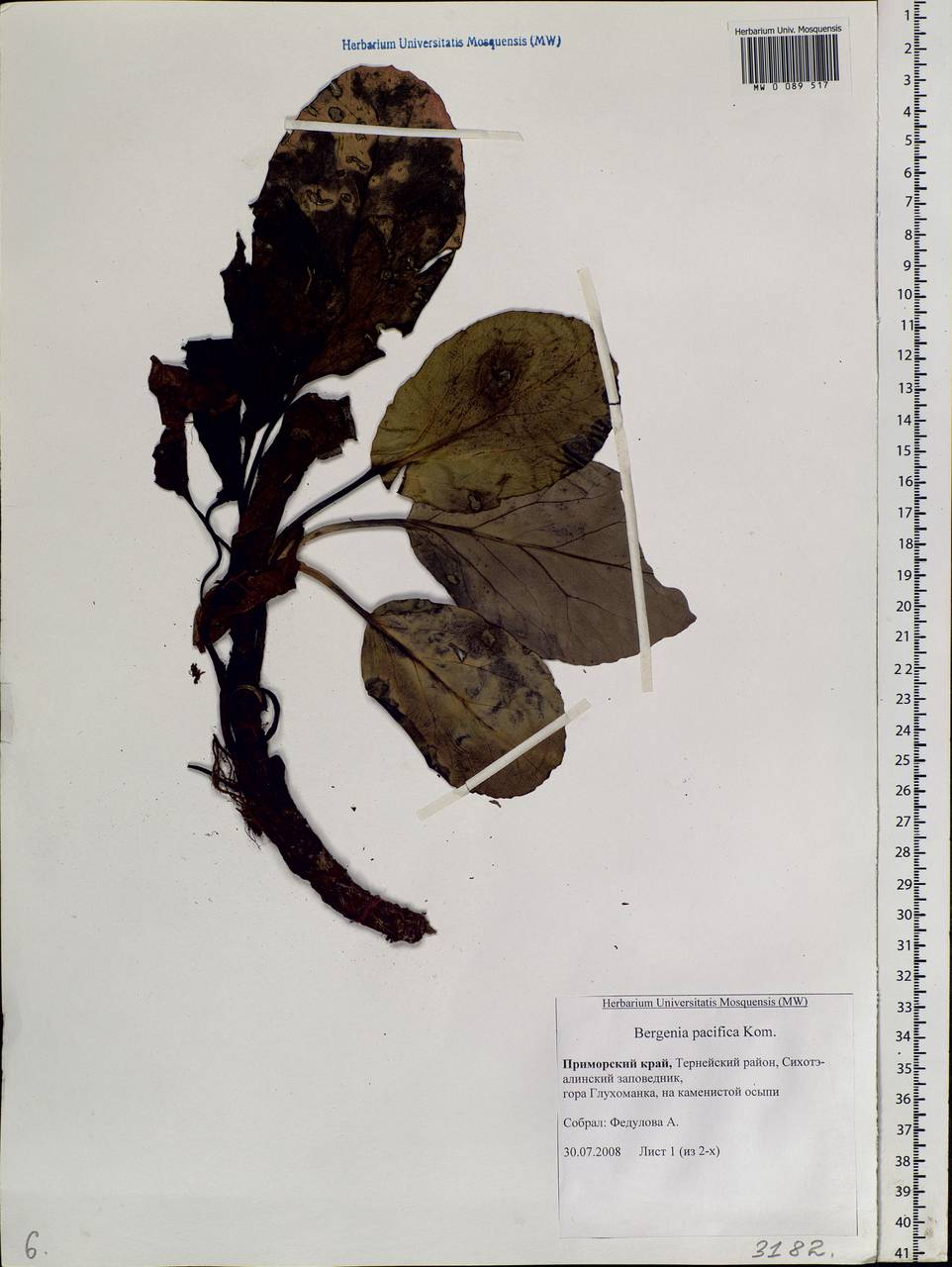 Bergenia crassifolia (L.) Fritsch, Siberia, Russian Far East (S6) (Russia)