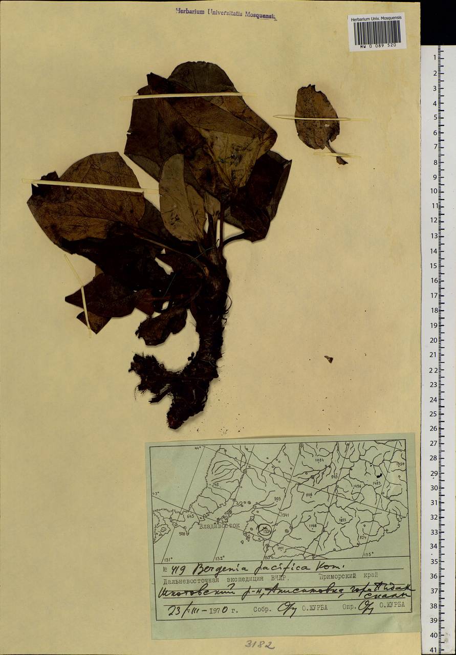 Bergenia crassifolia (L.) Fritsch, Siberia, Russian Far East (S6) (Russia)