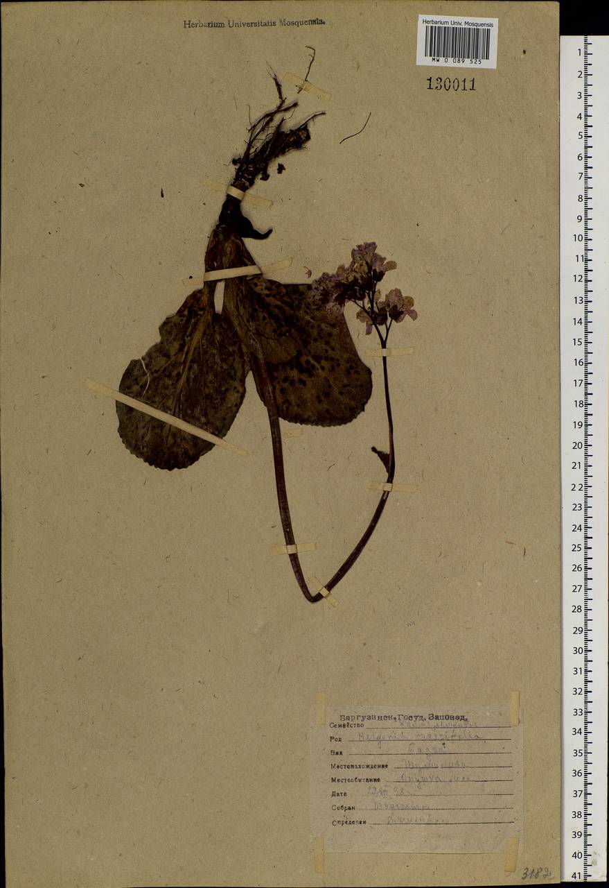 Bergenia crassifolia (L.) Fritsch, Siberia, Baikal & Transbaikal region (S4) (Russia)