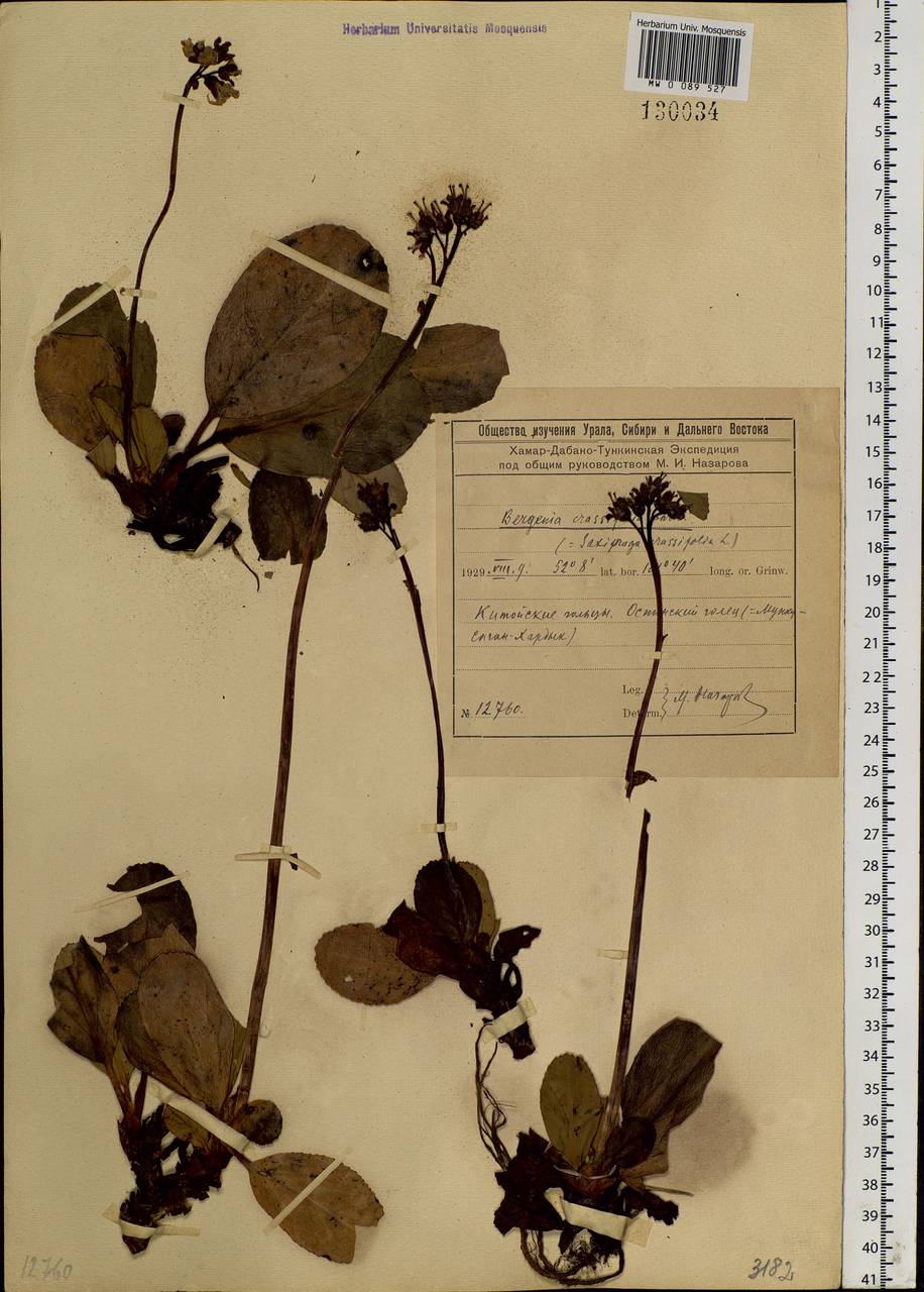 Bergenia crassifolia (L.) Fritsch, Siberia, Baikal & Transbaikal region (S4) (Russia)
