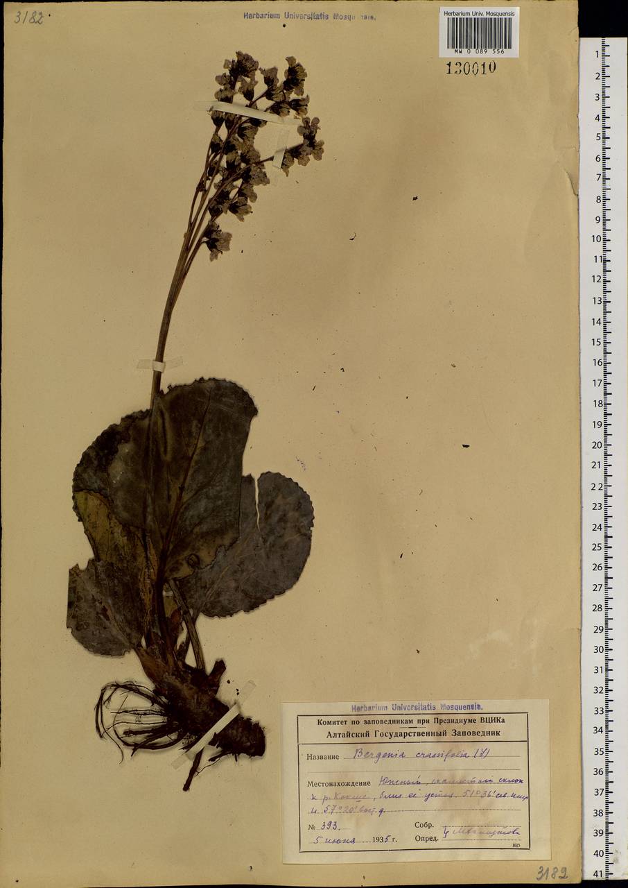 Bergenia crassifolia (L.) Fritsch, Siberia, Altai & Sayany Mountains (S2) (Russia)