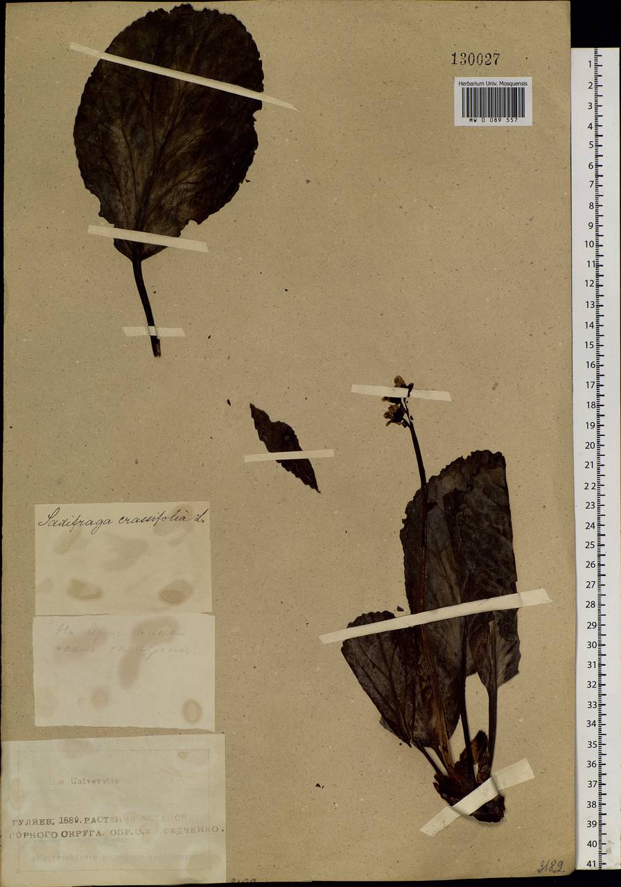 Bergenia crassifolia (L.) Fritsch, Siberia, Altai & Sayany Mountains (S2) (Russia)