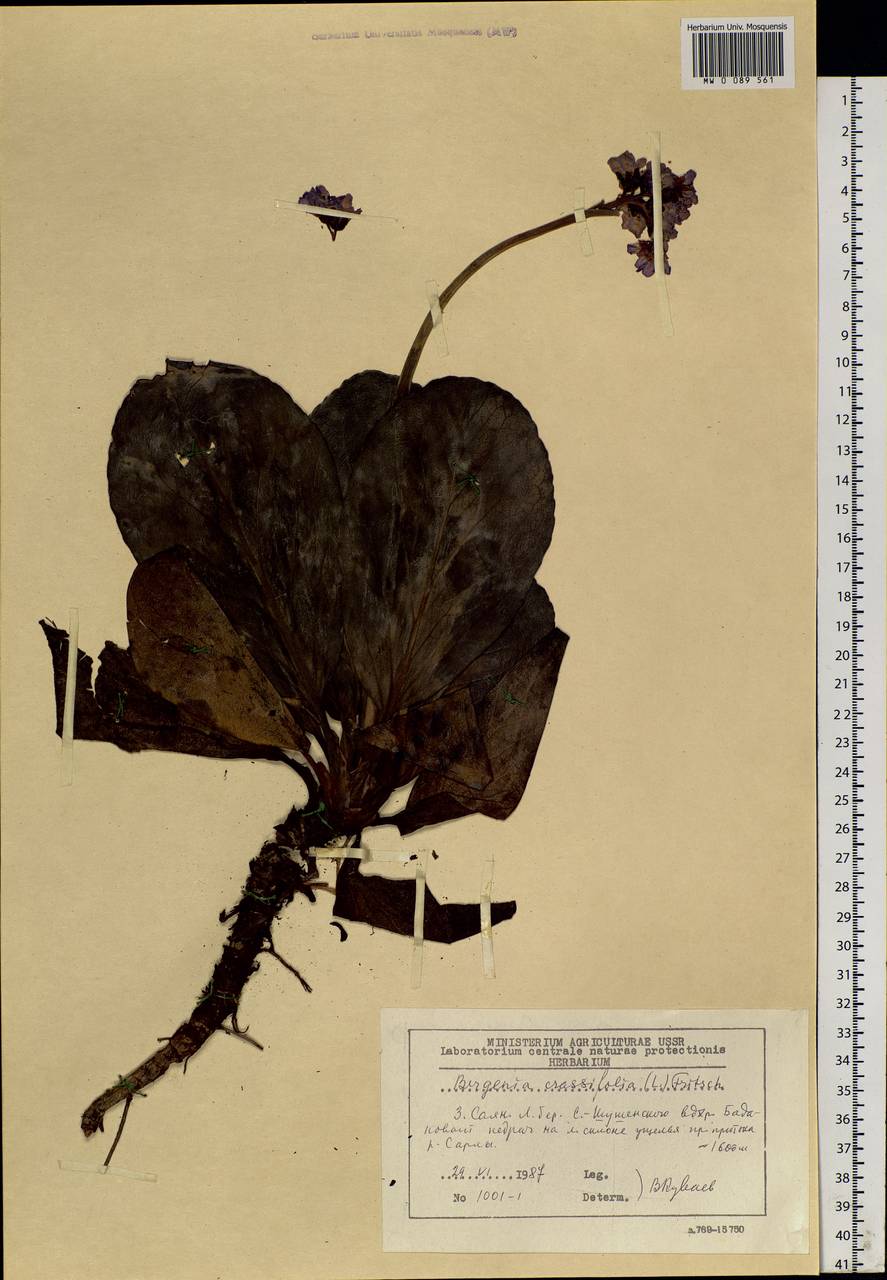 Bergenia crassifolia (L.) Fritsch, Siberia, Altai & Sayany Mountains (S2) (Russia)