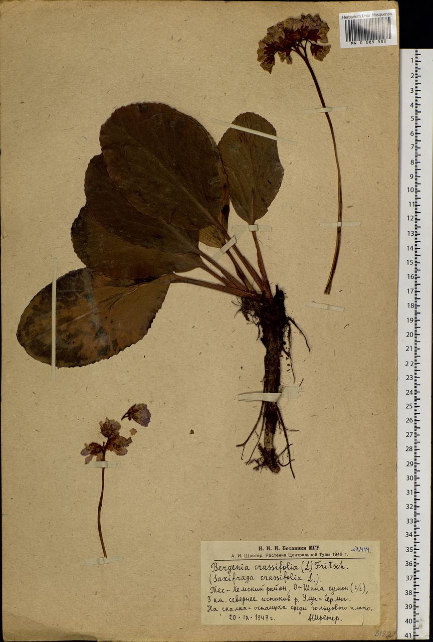 Bergenia crassifolia (L.) Fritsch, Siberia, Altai & Sayany Mountains (S2) (Russia)