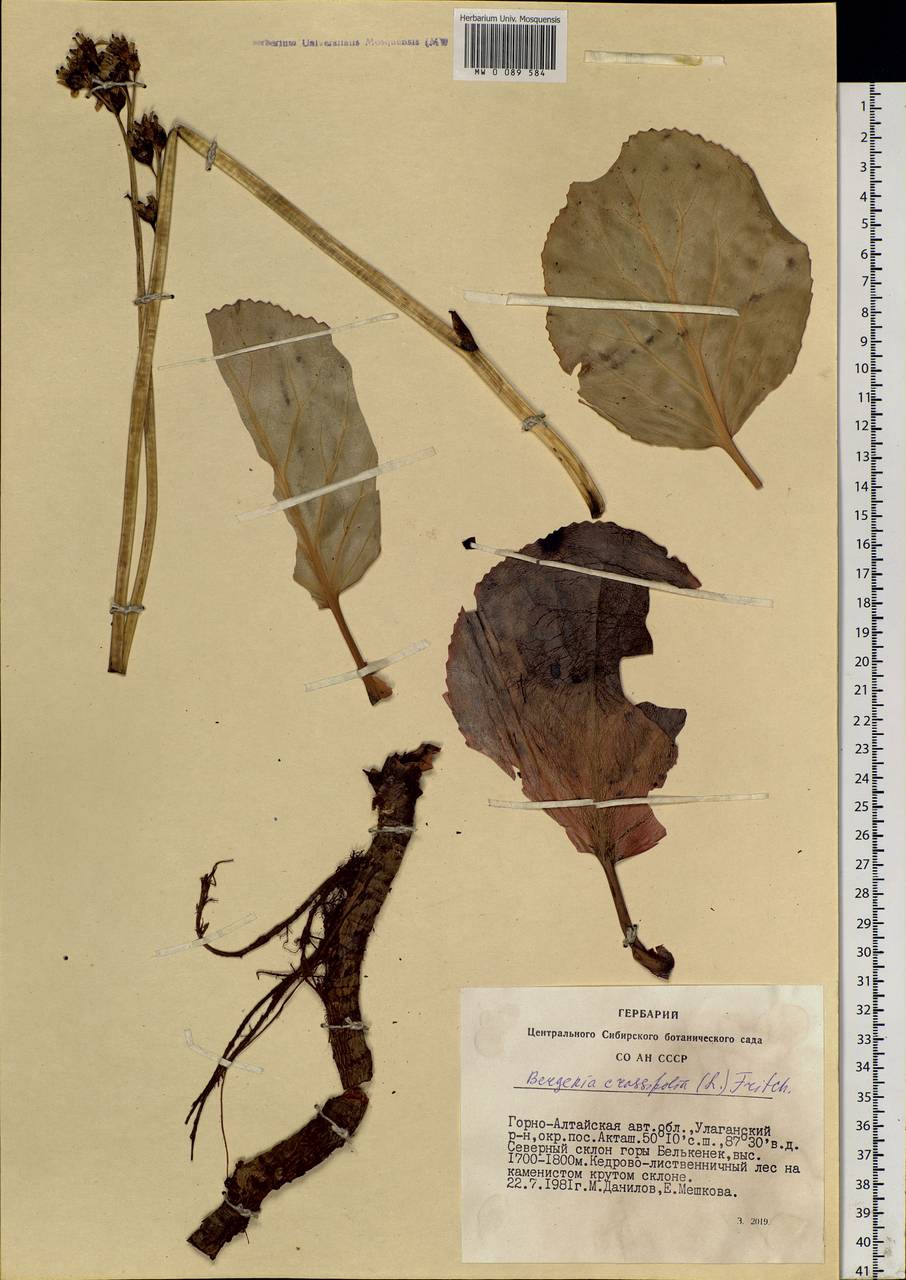 Bergenia crassifolia (L.) Fritsch, Siberia, Altai & Sayany Mountains (S2) (Russia)