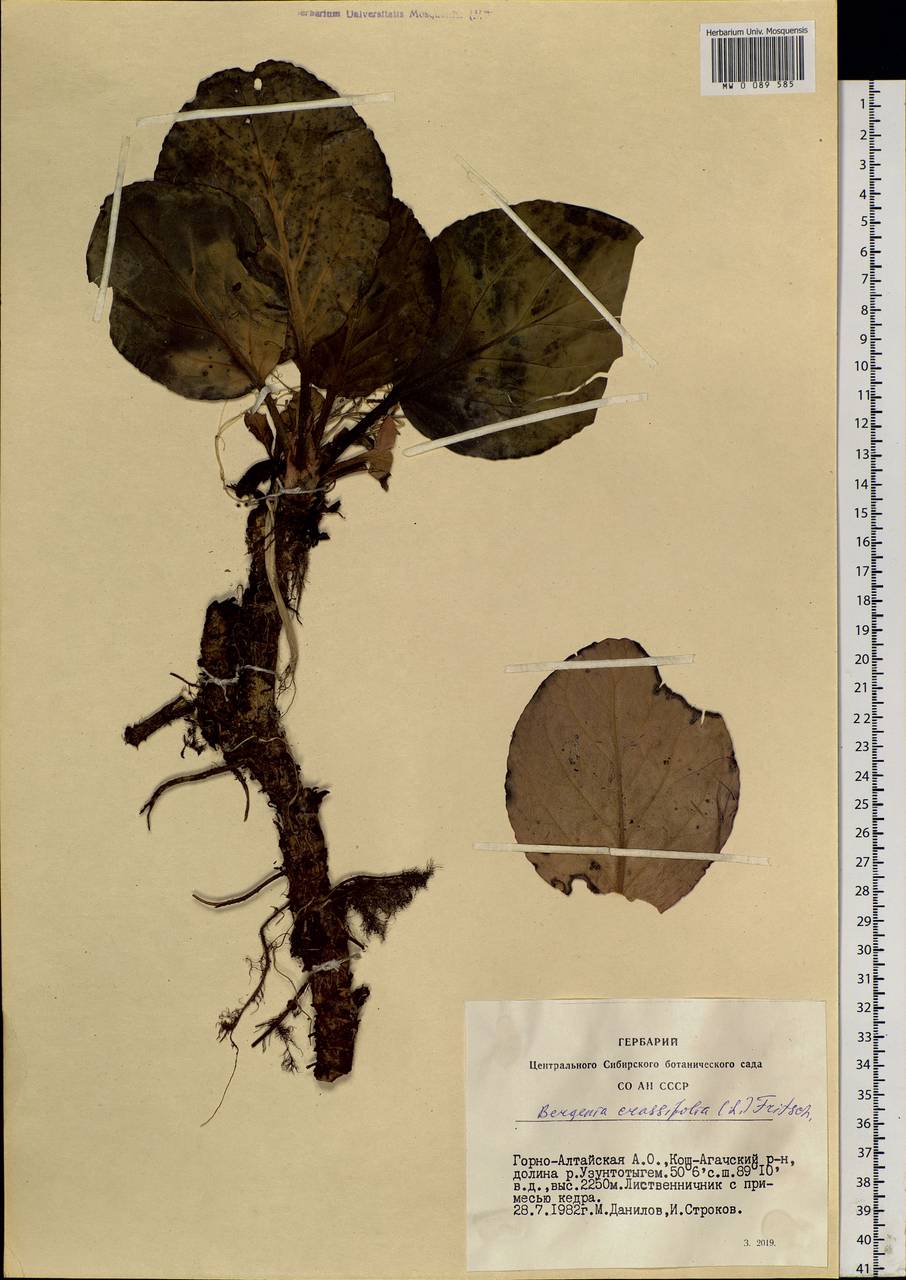 Bergenia crassifolia (L.) Fritsch, Siberia, Altai & Sayany Mountains (S2) (Russia)